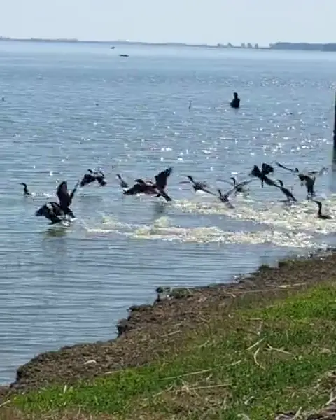 Una bandada de biguás levanta vuelo sobre la laguna, frente a la orilla.