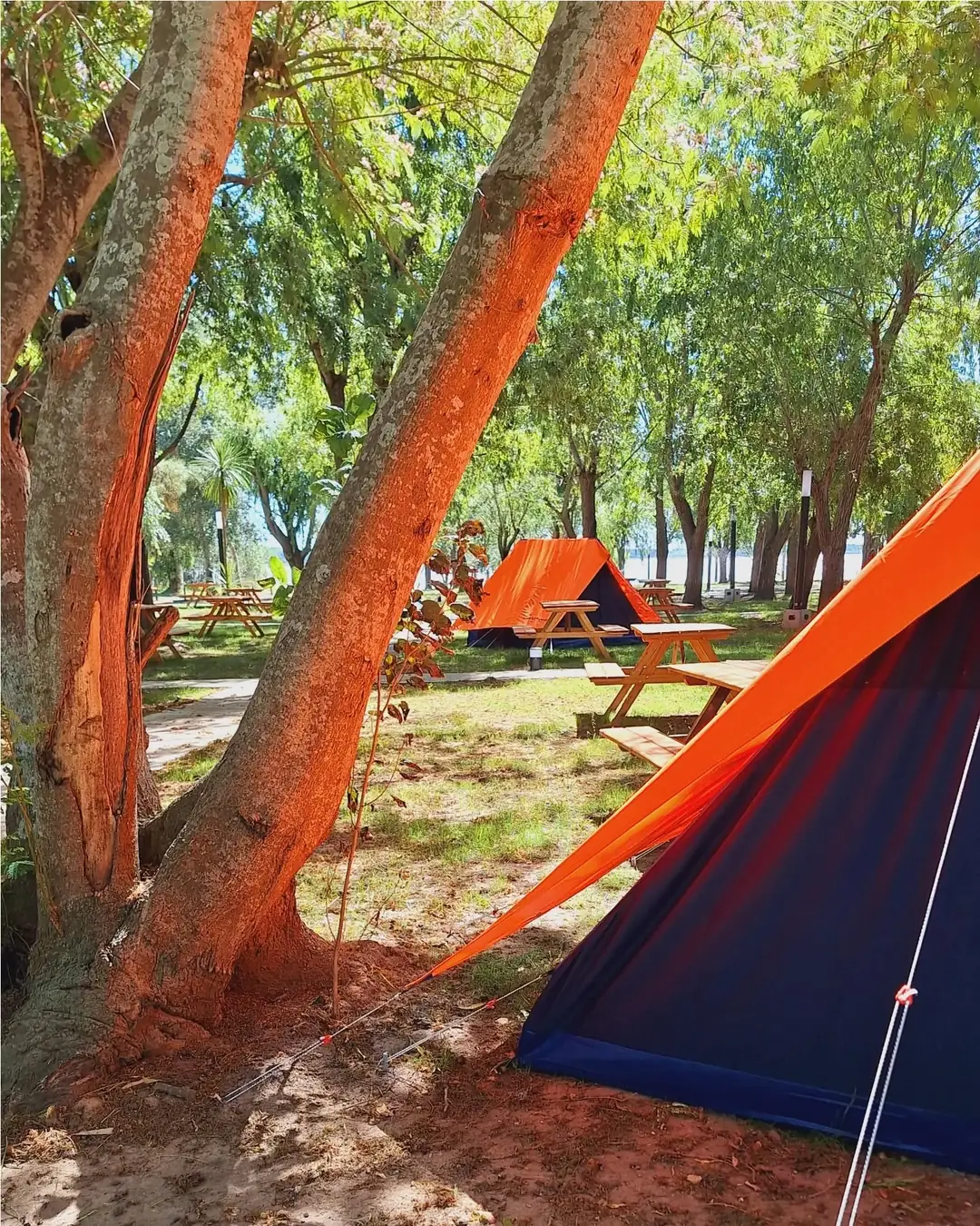 Carpas entre los troncos.