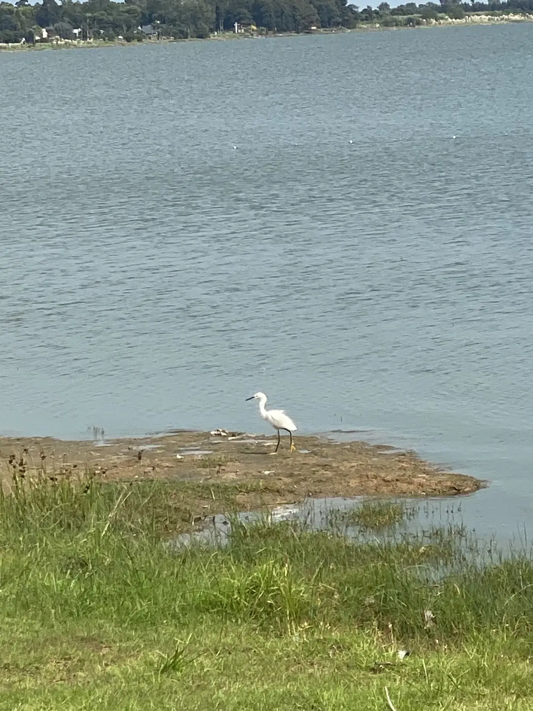 Una garza en la orilla.