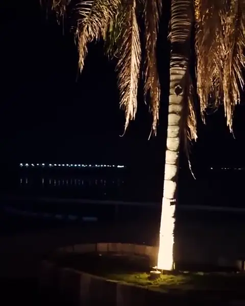 Una palmera iluminada desde abajo, de noche, con la laguna oscura atrás.
